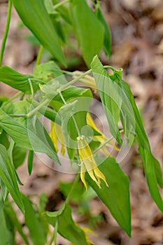 A Vertical View of a Large-Flowered Bellwort â€“ Uvularia grandflora