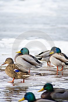 Vertical view of mallards on ice