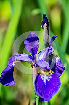 Vertical View of a Northern Blue Flag Iris - Iris versicolor