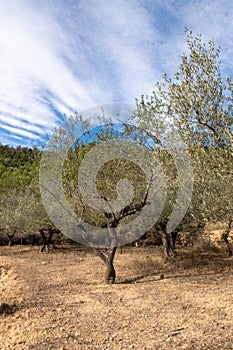 vertical view of an olive tree on a sunny day with a blue sky and white clouds
