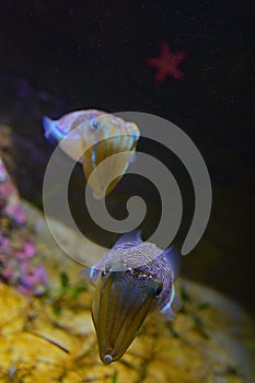 Vertical view of a pair of cute mourning cuttlefish with red starfish in the background