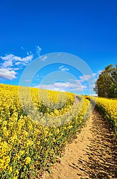 Vertical view of a path through a yellow rapeseed field under a blue sky with white clouds