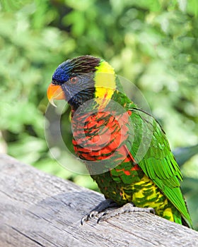 Vertical view profile portrait of one Lorikeet