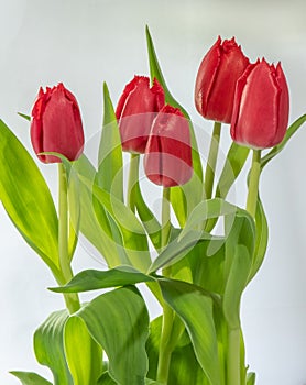 Vertical view of red tulips with copy space