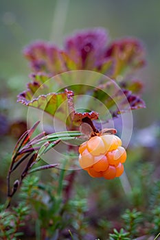 Vertical view of ripe raw cloudberry growing in moss in swamp. Wild rubus chamaemorus berries close up in forest. Karelia, Finland