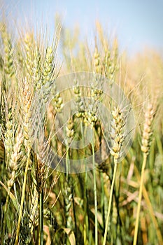 A vertical view of ripening barely heads