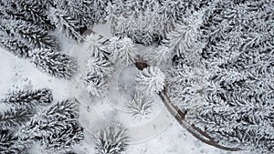 Vertical view of the snow covered spruces