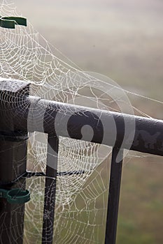Vertical view of spider`s web in the morning