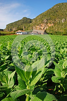 Vertical view of Tobacco plantation in Vinales, Cuba