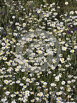 Spain. Vertical view of wild chamomile and viper`s bugloss or blueweed in a mountain meadow.