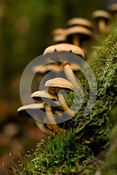 Vertical view of wild mushrooms Armillaria growing on tree stump in forest