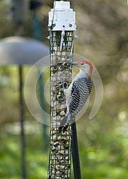 Vertical View of Woodpecker at Feeder