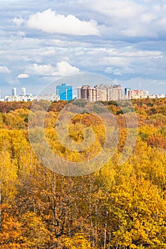 Vertical view of yellow city park on autumn day