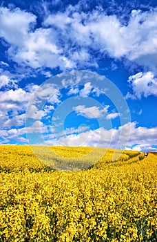 Vertical view of a yellow rapeseed field under a blue sky with white clouds