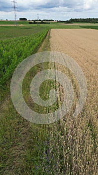 Vertical view through a yellow wheat field surrounded by green grass and trees under a cloudy sky