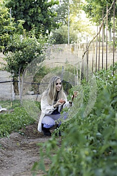 Vertical view of young woman collecting fresh ecologicaly cultivated tomatoes in her home garden orchard photo