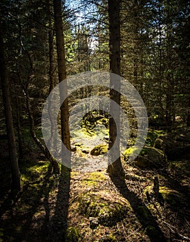 Vertical view of Ã–skjuhlÃ­Ã°, hilltop pine and birch forest with walking paths, picnic spots