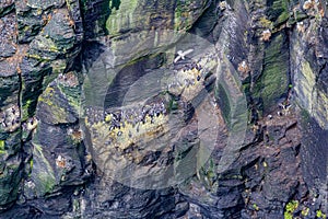 Vertical wall of the Cliff with common Guillemot or common Murre birds