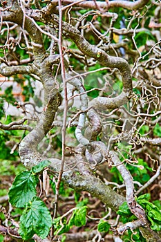 Vertical wall of thickly twisted an gnarly vines with green leaves background stock photo