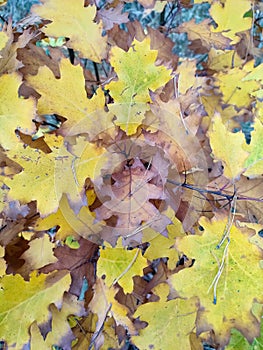 vertical wallpaper with colorful leaves close-up