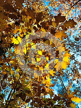 vertical wallpaper with colorful leaves illuminated in the background