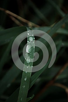 Raindrops on green grass leaves in fall