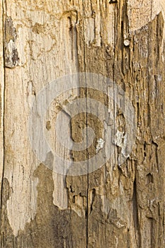 Vertical weathered wood