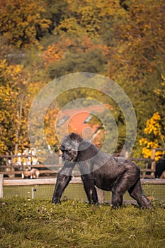 Vertical Western Lowland Gorilla in Autumn Zoo