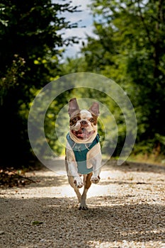 Vertical of a white and brown Pitbull running in a park trail in a harness on a sunny day