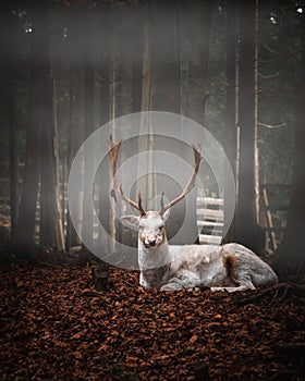 Vertical of a white doe sitting in fallen leaves in a national park, Czech Republic on a foggy day