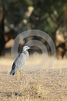 Vertical of White-faced Heron, Egretta novaehollandiae, standing