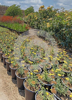 Vertical White puffy clouds Organized potted plants with flowers along the dirt path