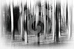 Vertical wild forest tree trunks