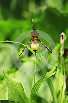 Vertical of a wild Yellow Lady`s Slipper, Cypripedium parviflorum photo