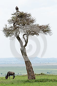 Vertical of Wildebeest grazing and vulture on a tree in Masai Mara national reserve in Kenya, Africa