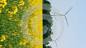 Vertical Wind turbine on grassy yellow farm canola field against cloudy blue sky in rural area. Offshore windmill park