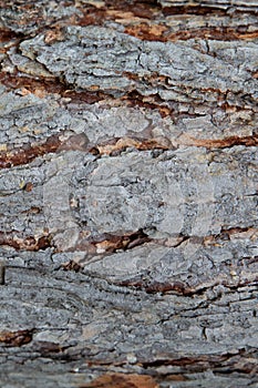 Vertical wood texture background surface with natural pattern. Rustic wooden table or floor top view. Tree bark