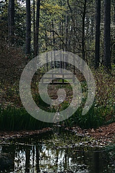 Vertical of a wooden bridge in Aldridge Gardens in Hoover, Alabama photo