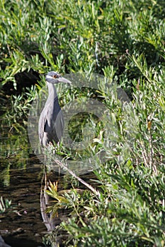 Vertical of a Yellow-crowned night heron, Nyctanassa violacea in the water surrounded by plants