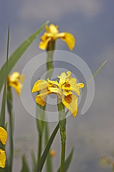 Yellow Flag Iris
