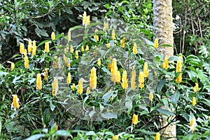 Vertical yellow flowers of tropical plant