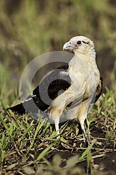 Vertical of a Yellow-headed Caracara, Milvago chimachima, on the ground