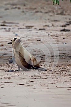 Vertical of young Galapagos Sea Lion, Zalophus wollebaeki