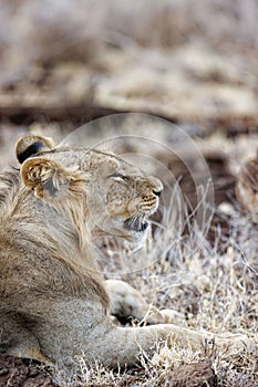 Vertical of a young male lion resting in Lewa conservancy in Kenya.