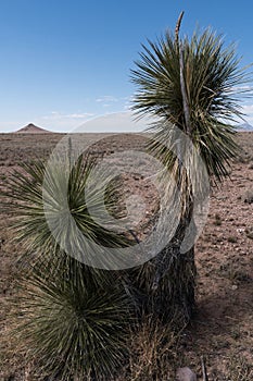 Vertical of a Yucca along New Mexico highway 27