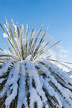 Vertical of a Yucca in snow.