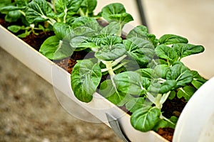 Verticale farming for Milk cabbage