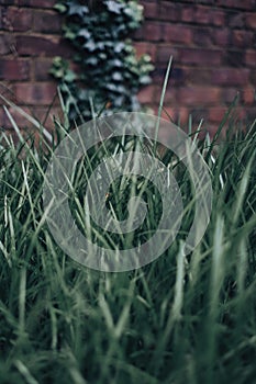 Verticaln shot of the green grass photo
