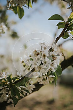 Verticalshot of cherry blossoms on a tree branch