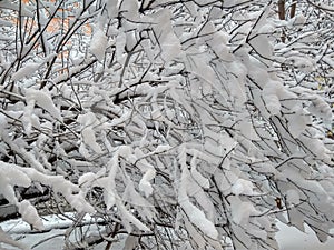 Vertices of trees in winter, covered with snow, close-up photo